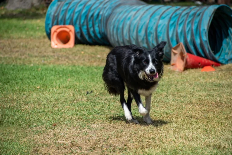 Is Artificial Turf Good for Dogs? Pros, Cons & Expert Tips