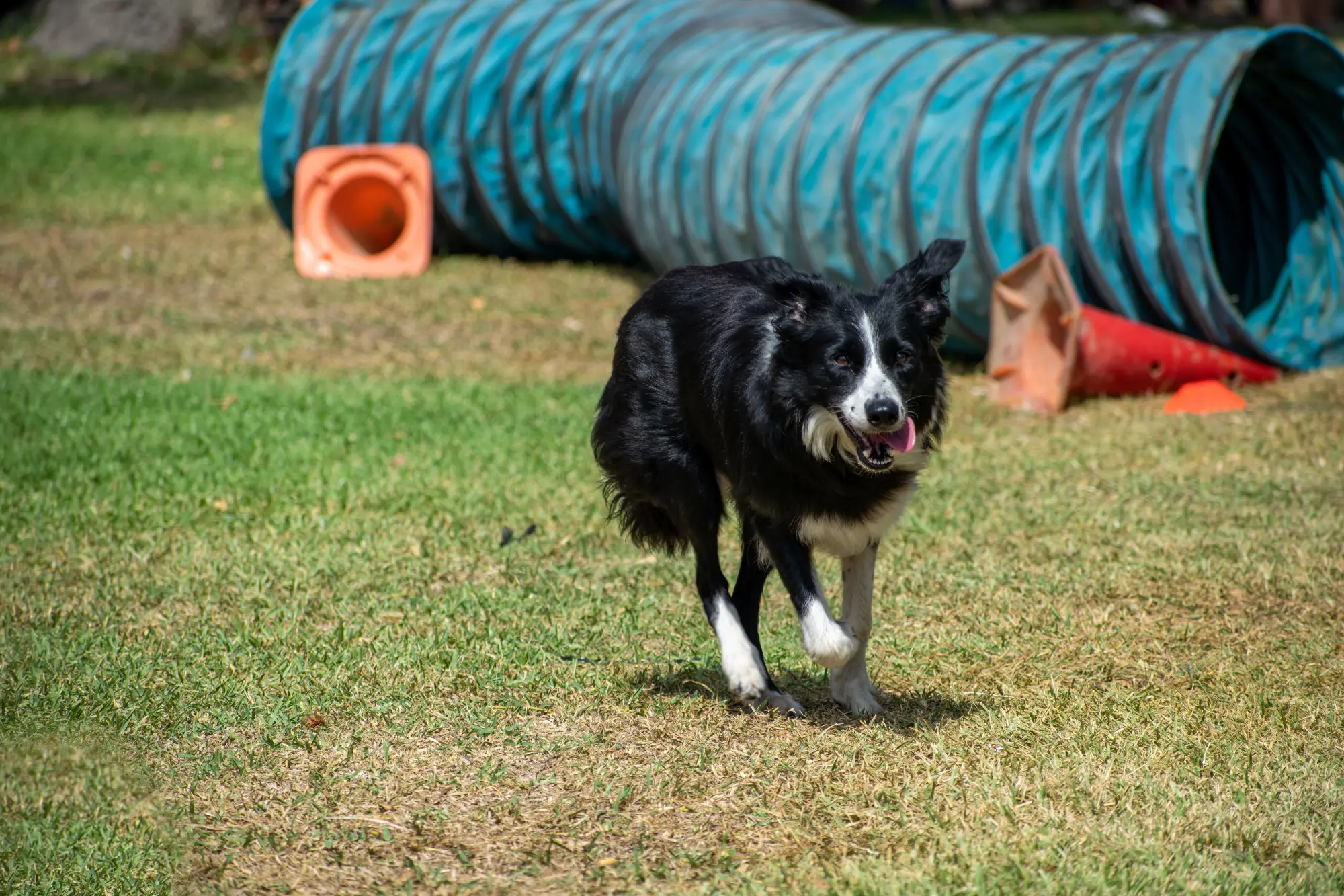 Is Artificial Turf Good for Dogs? Pros, Cons & Expert Tips